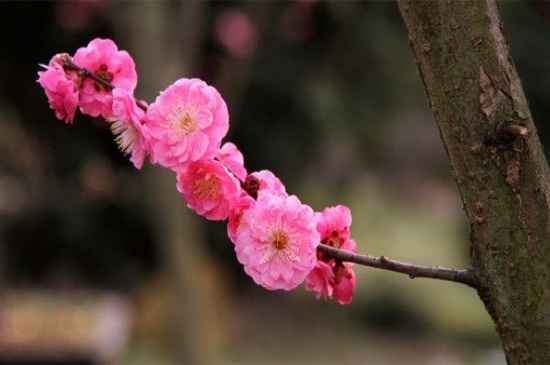 红梅花怎么养，追施薄肥防治虫害