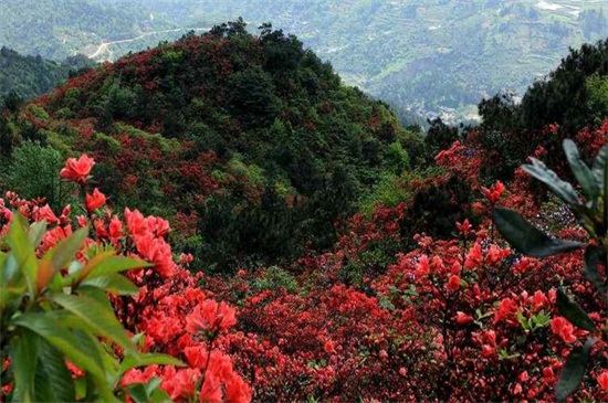 貴州杜鵑花幾月份開