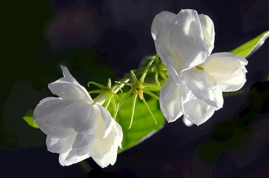 茉莉花用什么土