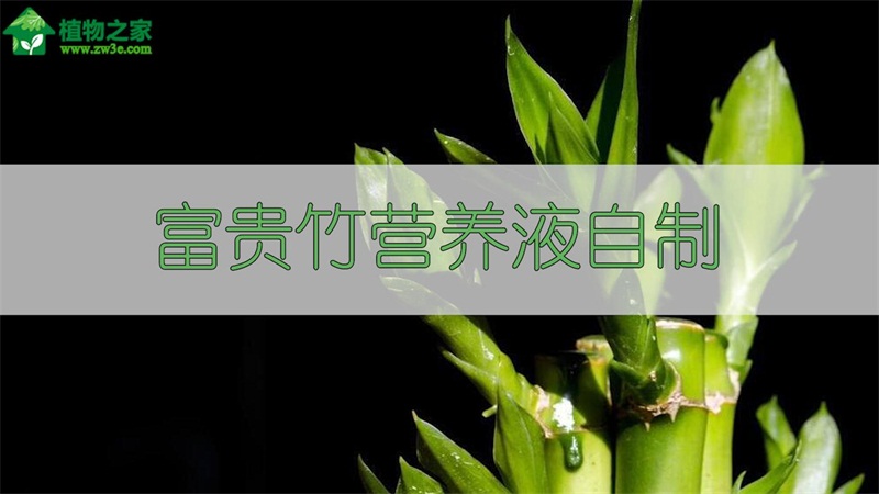 富貴竹營(yíng)養(yǎng)液自制