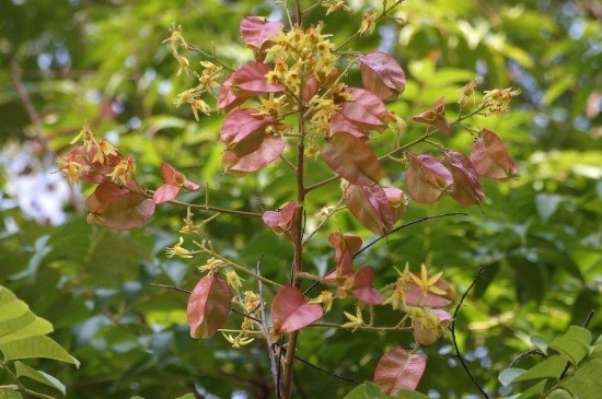 黄山栾树是落叶还是常绿