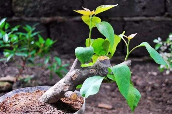 花葉三角梅的養(yǎng)殖方法和注意事項(xiàng)，澆水確保土壤濕潤(rùn)