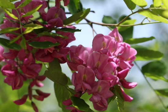 香花槐叶子发黄原因