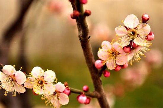 梅花开在什么季节