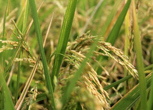 水稻是裸子植物吗